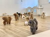 みんなで走るよ〜💨「ましゅまろ幼稚園🐾」
