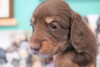 「ミニチュアダックス子犬情報」