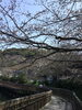 「一魚一会　お花見弁当♪」