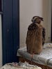 マレーウオミミズクの海です、羽繕い中です「メンフクロウ産卵してます」
