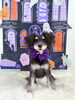 このはちゃん「Happy Halloween 2026🎃」