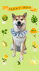 「Dog salon mofu mofu　余市町」