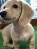 ミニチュアダックス　　6月11日生まれ「ミニチュアダックス　仔犬」