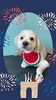 「Dog salon mofu mofu　余市町」