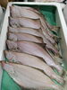 「📣本日のお魚情報🐟」