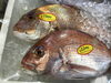 「魚魚市場鮮魚コーナーおすすめは「ビンチョウマグロ・クロムツ」です♪」