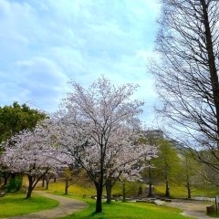 萱田地区公園｜八千代市