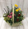 秋の寄せ植え「♬秋の寄せ植え♬ 」