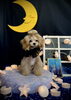 ももちゃん「お月さまとわんこ🌛」