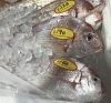 「魚魚市場鮮魚コーナーおすすめは「キッコリ」です♪」