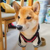 またちゃん「今日のお友達」