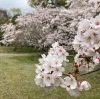出雲大社の桜「春休みの出雲旅行のご宿泊予約お待ちしております。」