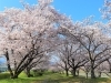 ①重信川河川敷「【桜開花情報その2】」