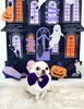こむぎちゃん「Happy Halloween 2026🎃」