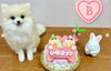 「わんちゃん用ひなまつりケーキのご案内♪」
