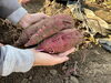 新鮮京野菜　サツマイモ「稲刈り始まりました！！」
