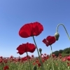 【2024年5月10日（金）撮影】ポピー畑・麦なでしこ畑・バラ園の開花状況＜埼玉県鴻巣市＞