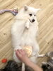 ＣＯＣＯちゃん　撫で撫でタイム♡「ましゅまろ幼稚園　入園について」