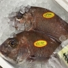 「魚魚市場鮮魚コーナーおすすめは「岩ガキ・ハマグリ」です♪」