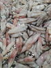 「📣本日のお魚情報🐟」