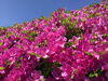 「西海橋ツツジ情報🌺」