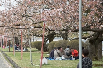 新発田城址公園桜まつり へ行ってきました まいぷれ新発田編集部 勝手に盛り上げ企画まとめ まいぷれ 新発田 胎内 聖籠