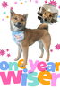 「Dog salon mofu mofu　余市町」
