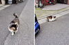 また来週！「(ΦωΦ) ねこで癒される２ (=^・^=)　★英会話と体操のコラボ教室（堀切、お花茶屋、綾瀬、亀有、小菅）」