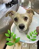 「可愛い子ちゃん♡ Dog salon mofu mofu余市町」
