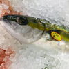 「魚魚市場鮮魚コーナーおすすめは「ビンチョウマグロ・レンコ鯛」です♪」