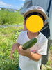 キュウリもとれたよ！「こぱん畑の収穫【札幌市北区児童デイサービスこぱんはうすさくら札幌太平教室】」