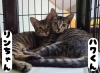 「保護犬猫団体【にくきゅうライフ】🐶🐱」