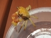 アカテガニの稚ガニ「カニにはさまれた🦀！！」