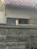 「猫に困ったらご相談を、サポートさせていただきます(活動地域は主に奈良県中南部、それ以外もご相談下さい」