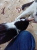 「集まり出すねこちゃんたち」
