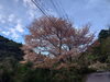 「デイサービス金太郎送迎中八女市黒木町大渕松瀬ダム〜平野山桜・桜・ハナモモ〜‼️YouTube見てね(^O^)‼️。」