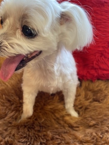 マルチーズのあみちゃんです おうちでトリミング わんちゃんの美容室 ホテル ムーンのニュース まいぷれ 小樽市 マルチーズのあみちゃんです おうちでトリミング わんちゃんの美容室 ホテル ムーンのニュース まいぷれ 小樽市