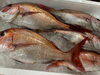 「本日鮮魚入荷致しました。[岩牡蠣は７月から販売致します。]」