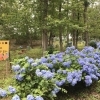 【紫波町】赤沢のあじさいロード