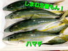 「金曜日恒例！お魚屋さんのお惣菜の日！！」