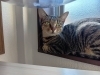 つみれ「つみれ２歳とはんぺん５歳【静岡市　葵区　猫カフェ　保護猫　里親募集】」