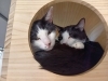 お邪魔しちゃったようです…「変わらない朝の様子😻【静岡市　葵区　猫カフェ　保護猫　里親募集】」
