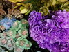 カーネーション「アンティークな色のトルコキキョウ アンバーＷバーボンなど、秋色のお花 入荷しました」