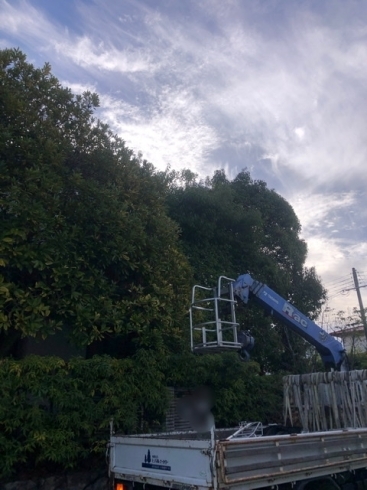 before「川西市で雑木の庭の剪定管理をしました！」