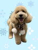 「Dog salon mofu mofu　余市町」