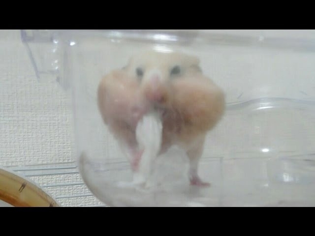 徘徊してる おもしろ可愛いハムスターcute Funny Hamster 49 ハムスターが大好きなm Nakataさんの動画です しんじゅくノート 新宿区