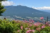 「咲き乱れる今こそ、花暦のクライマックス」