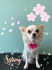 「可愛い子ちゃん♡ Dog salon mofu mofu余市町」