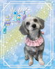 「Dog salon mofu mofu　余市町」