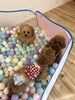 みんなでボールプール　♡「ましゅまろ幼稚園　^ - ^」